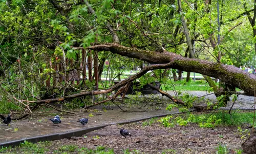 ECOVANA_ELAGAGE_CASTRES_IMAGE_ARBRE_TOMBE 2 ECO.VA.NA - Élagage à Castres, Toulouse, Carcassonne