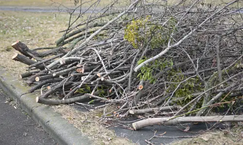 ECOVANA_ELAGAGE_CASTRES_IMAGE_BRANCHES 2 ECO.VA.NA - Élagage à Castres, Toulouse, Carcassonne