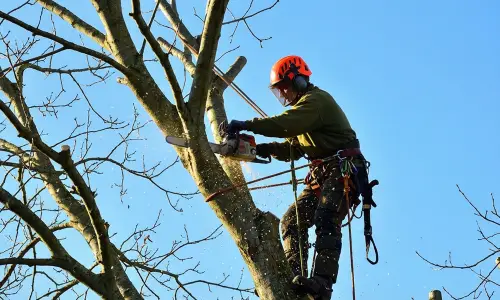 ECOVANA_ELAGAGE_CASTRES_IMAGE_TAILLE Élagueur Eco.Va.Na en pleine taille douce en Occitanie