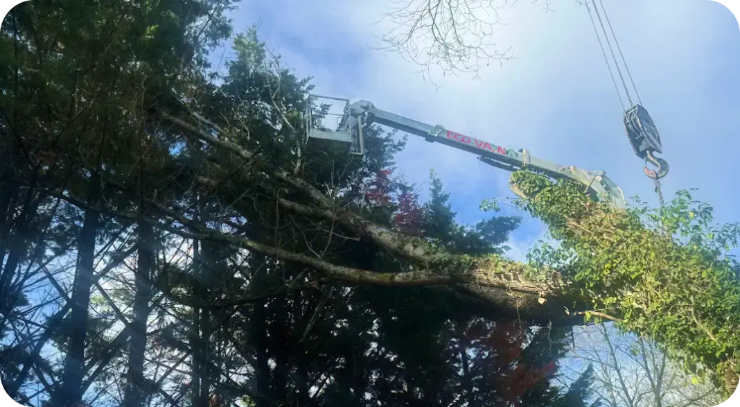 Intervention d'élagage en hauteur avec nacelle par Eco.Va.Na en Occitanie