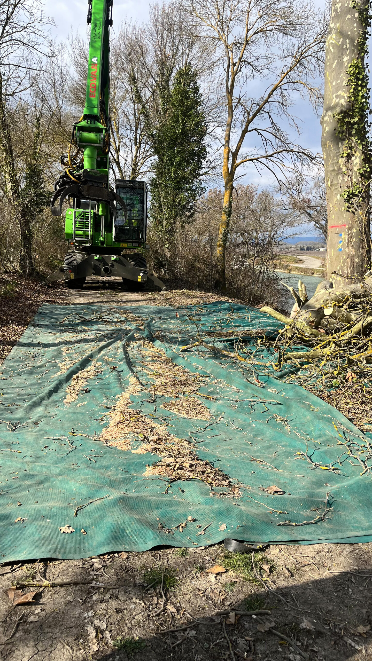 eco va na chantier abattage chancre colore 3
